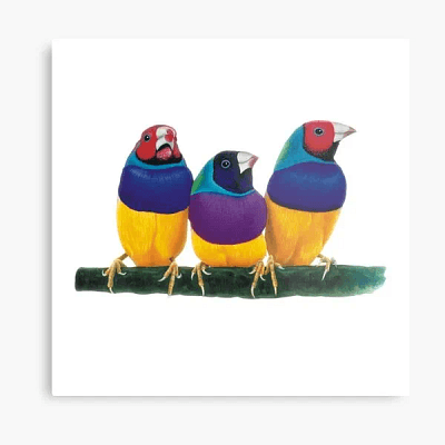 VIEWSONIC VIEWBOARD SCREEN SHARING BUTTON WITH USB-C CONNECTOR